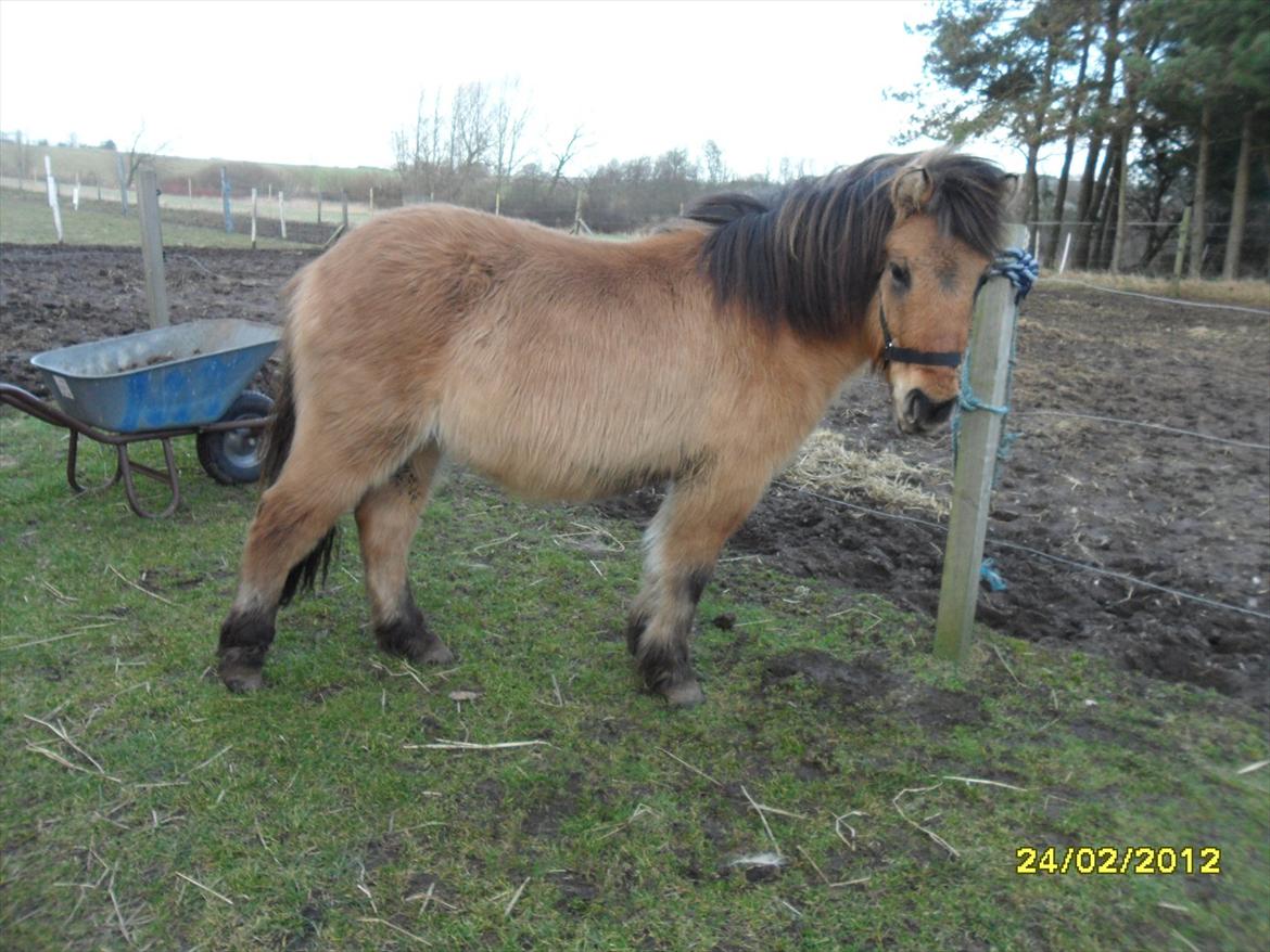 Anden særlig race Prins Knud - Prins Knud lige knap 2 år billede 5
