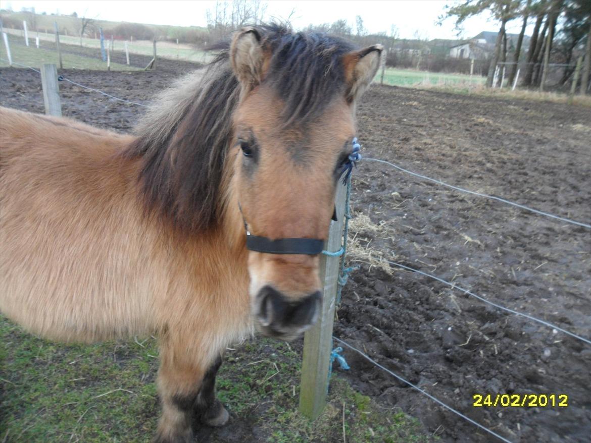 Anden særlig race Prins Knud - Prins Knud lige knap 2 år billede 4