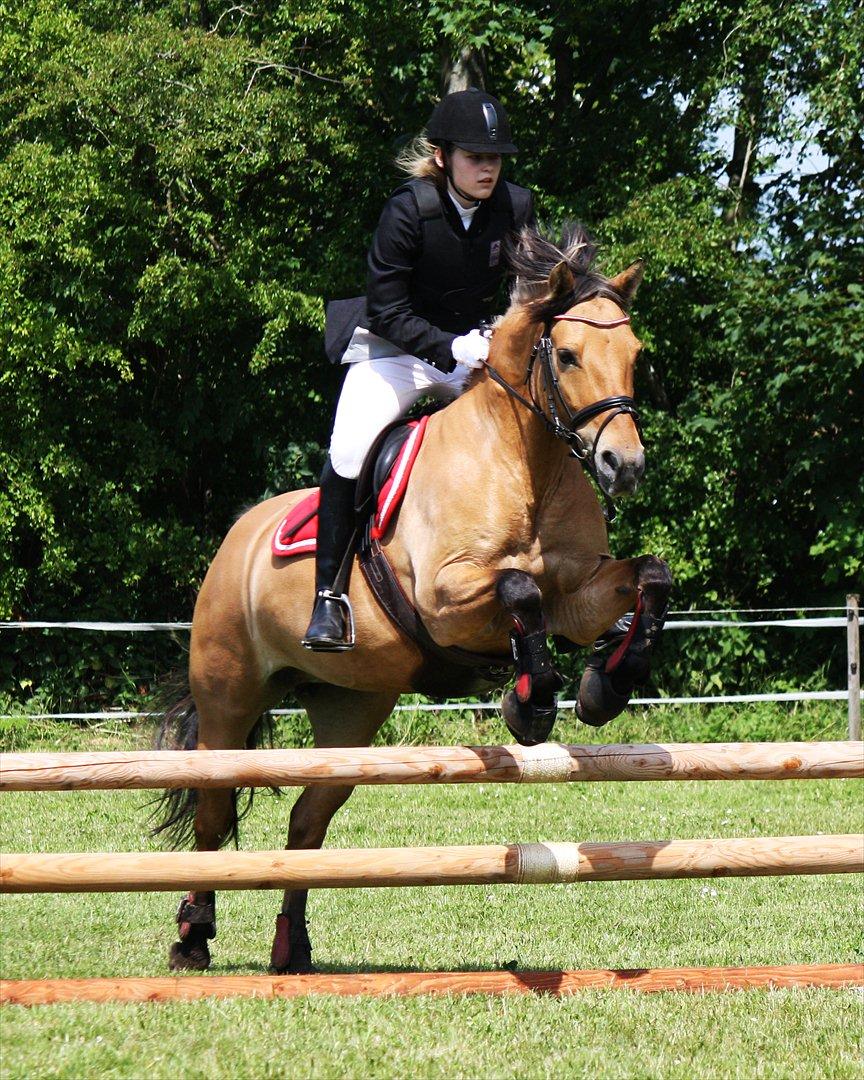 Anden særlig race Lady<3 - Lady i Hyllebjerg 2011! :-D LD spring, 1. plads!<3 billede 11