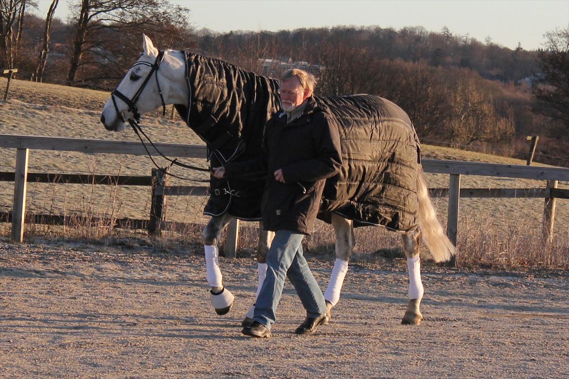 Svensk Varmblod Endorfin billede 12