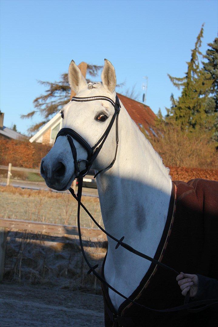 Svensk Varmblod Endorfin billede 13