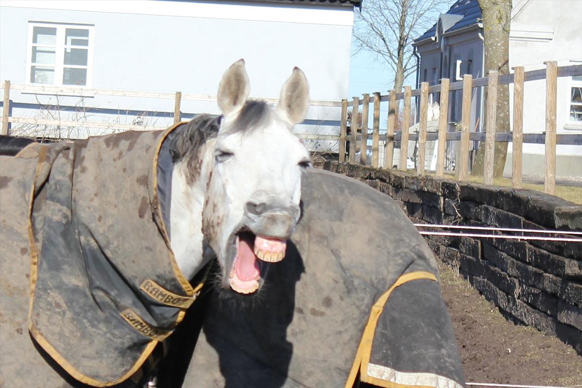 Svensk Varmblod Endorfin billede 14