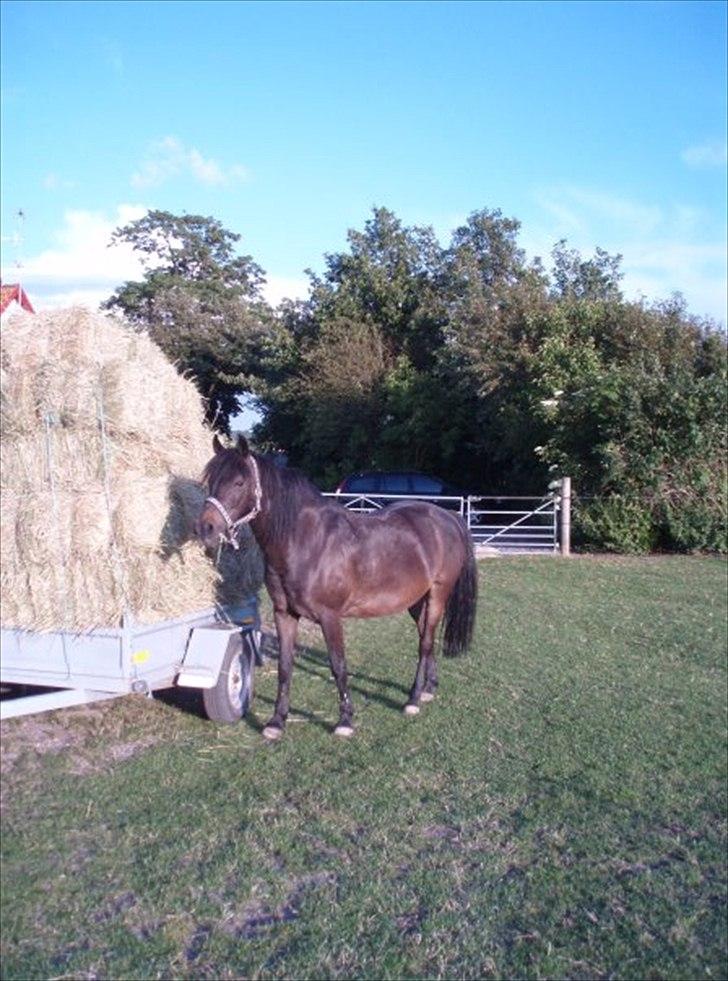 Anden særlig race Speedy - afleveret  tilbage -  - Høet skal kontrolleres :D billede 6