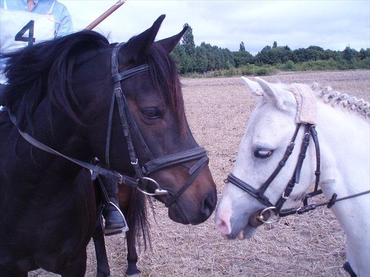 Anden særlig race Speedy - afleveret  tilbage -  - Speedy og Annabell :) billede 8