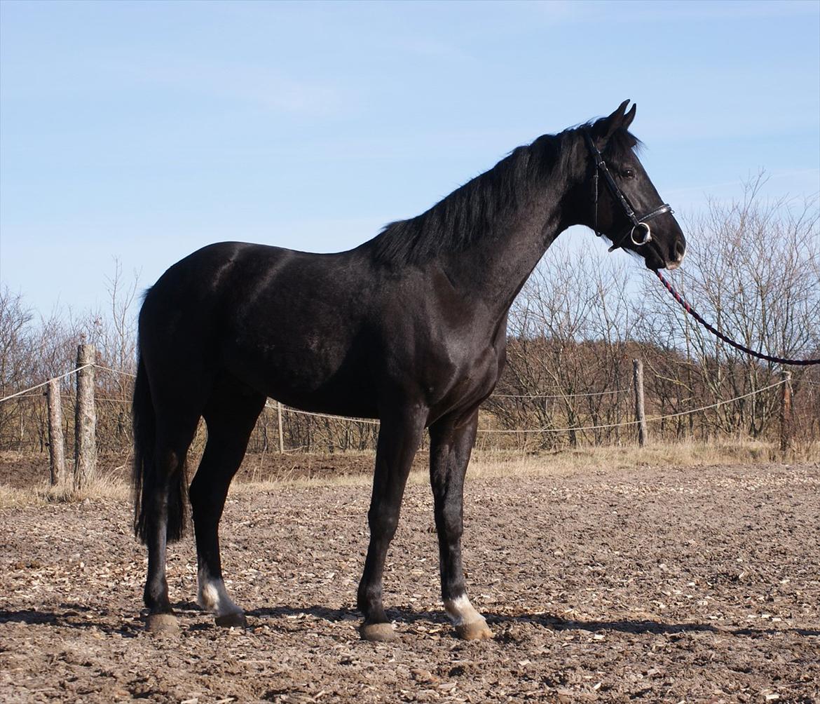 Dansk Varmblod Ågård's Cristo billede 1