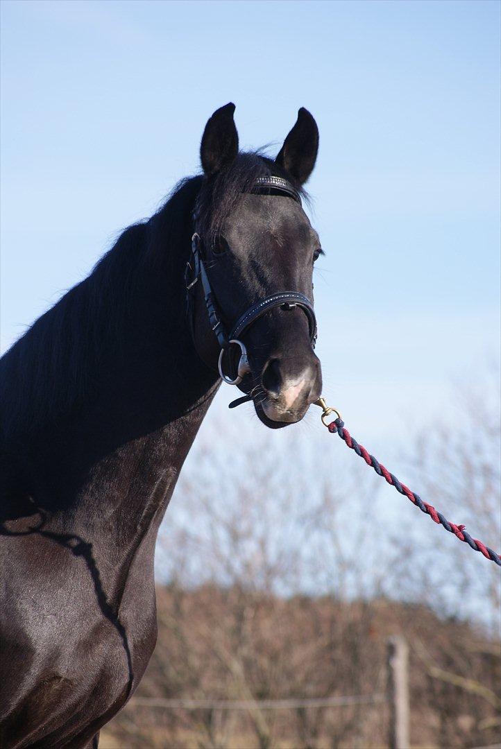 Dansk Varmblod Ågård's Cristo billede 14