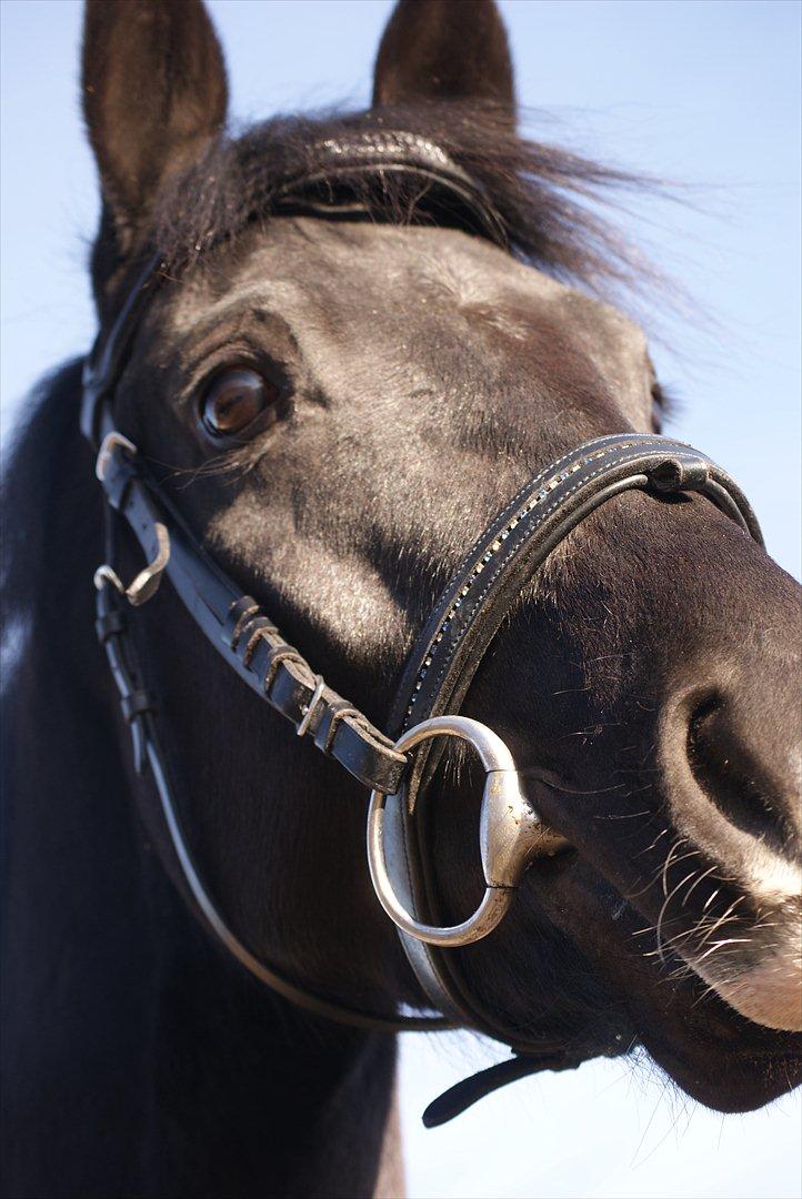 Dansk Varmblod Ågård's Cristo billede 15