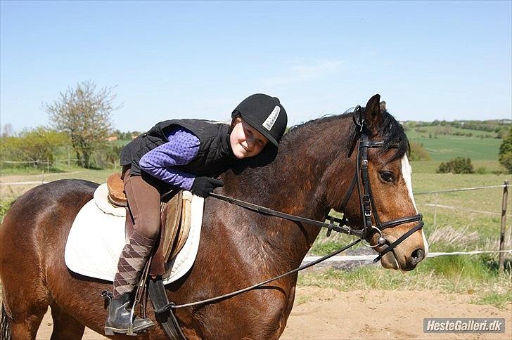 Welsh Pony (sec B) Bjerregårds Mekado - I lOvE mEkAdO billede 1