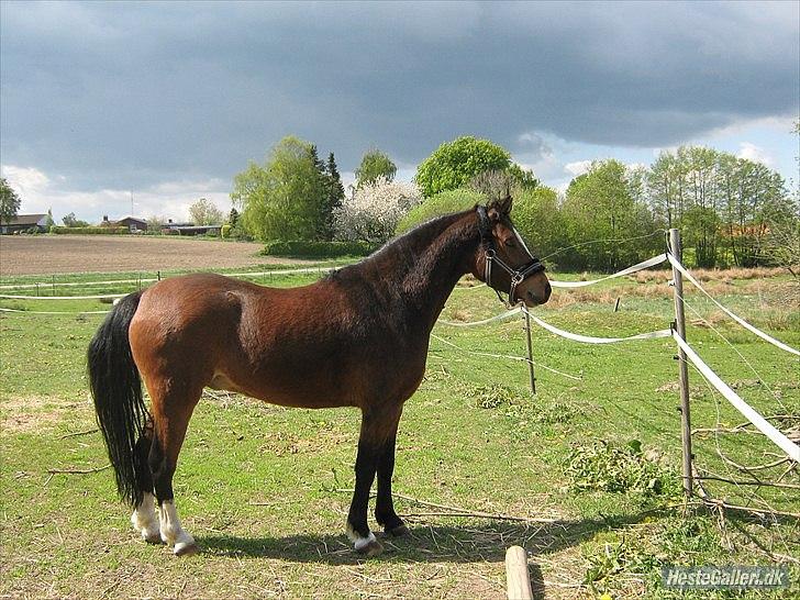 Welsh Pony (sec B) Bjerregårds Mekado - Flot på folden også.... billede 2