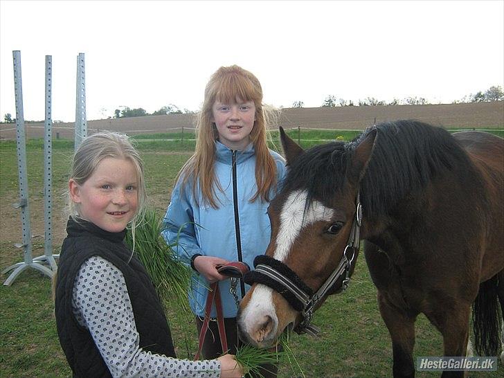 Welsh Pony (sec B) Bjerregårds Mekado - Her er Mig, Laura og så selvfølgelig Mekadoprinsen!!:) billede 3