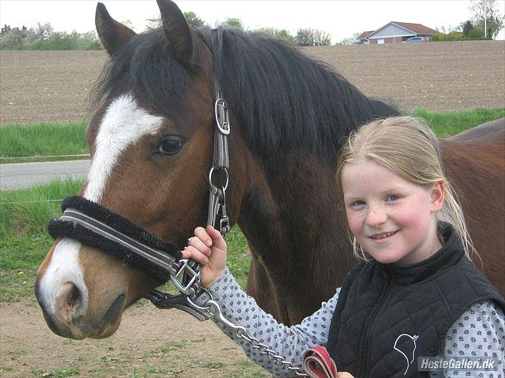 Welsh Pony (sec B) Bjerregårds Mekado - MiG oG mEkAdO! billede 5