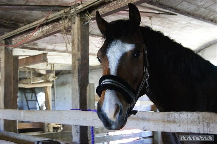 Welsh Pony (sec B) Bjerregårds Mekado - MiT sMuKkE hOvEdE billede 6