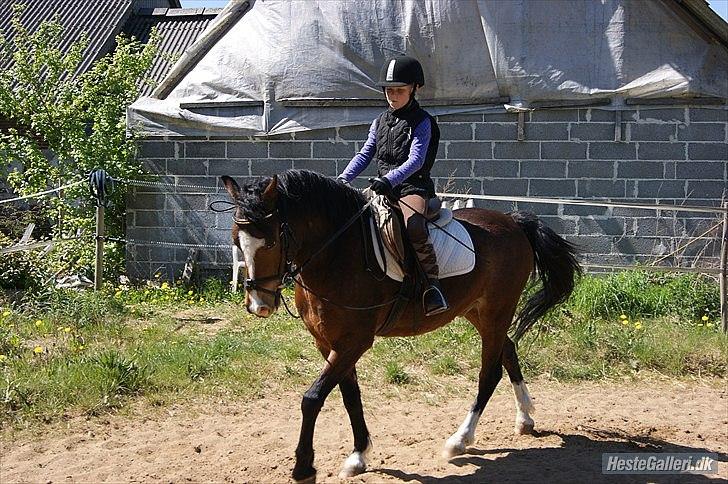 Welsh Pony (sec B) Bjerregårds Mekado - LilLe MiG pÅ sToRe MeKaDo!:) he he billede 7