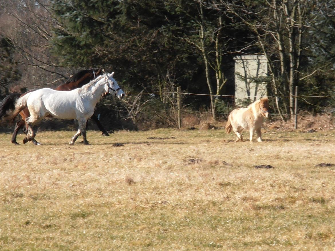 Anden særlig race Grace<3 ( Spring ) - Hun nyder at komme ud og løbe:) billede 7