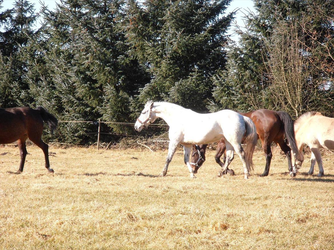 Anden særlig race Grace<3 ( Spring ) - Grace kan godt være lidt sur! billede 8