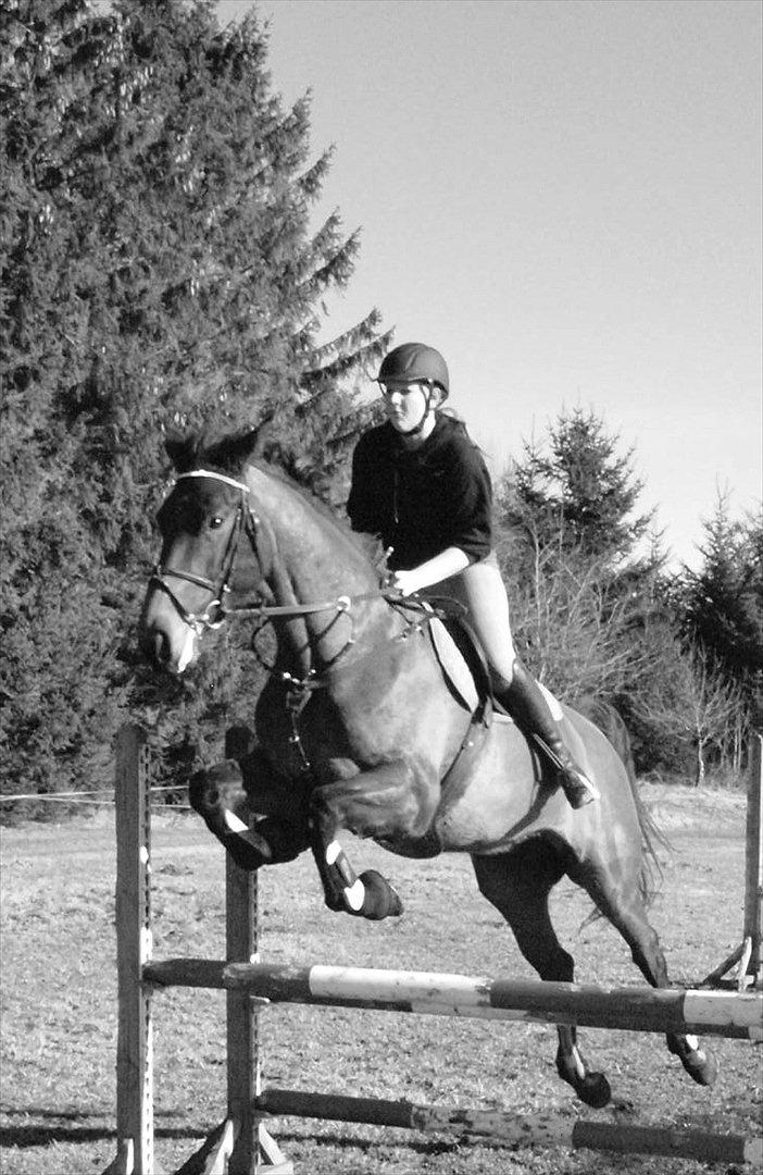 Dansk Varmblod Ann-Star billede 17