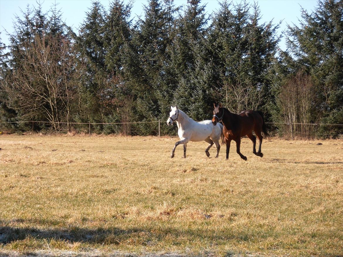 Anden særlig race Mulle - Mulle sætter an til galop:) billede 1