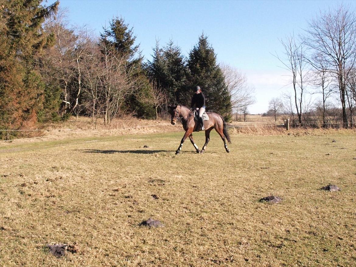 Dansk Varmblod Ann-Star billede 18