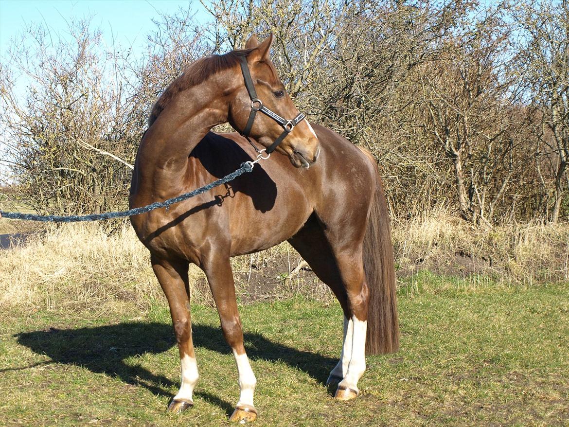 Dansk Varmblod Don Giovanni af Ovh. - 26/2-12 - 5 år. billede 7