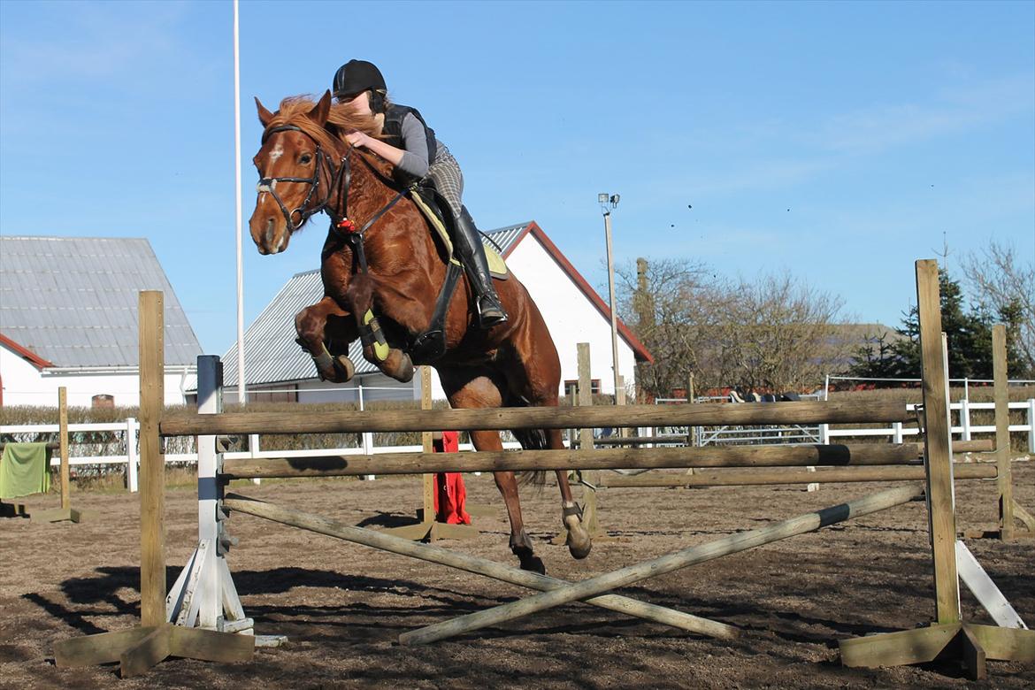 Tysk Sportspony Roxane (SOLGT) - ♥Lidt hyggespring 100cm♥ billede 4