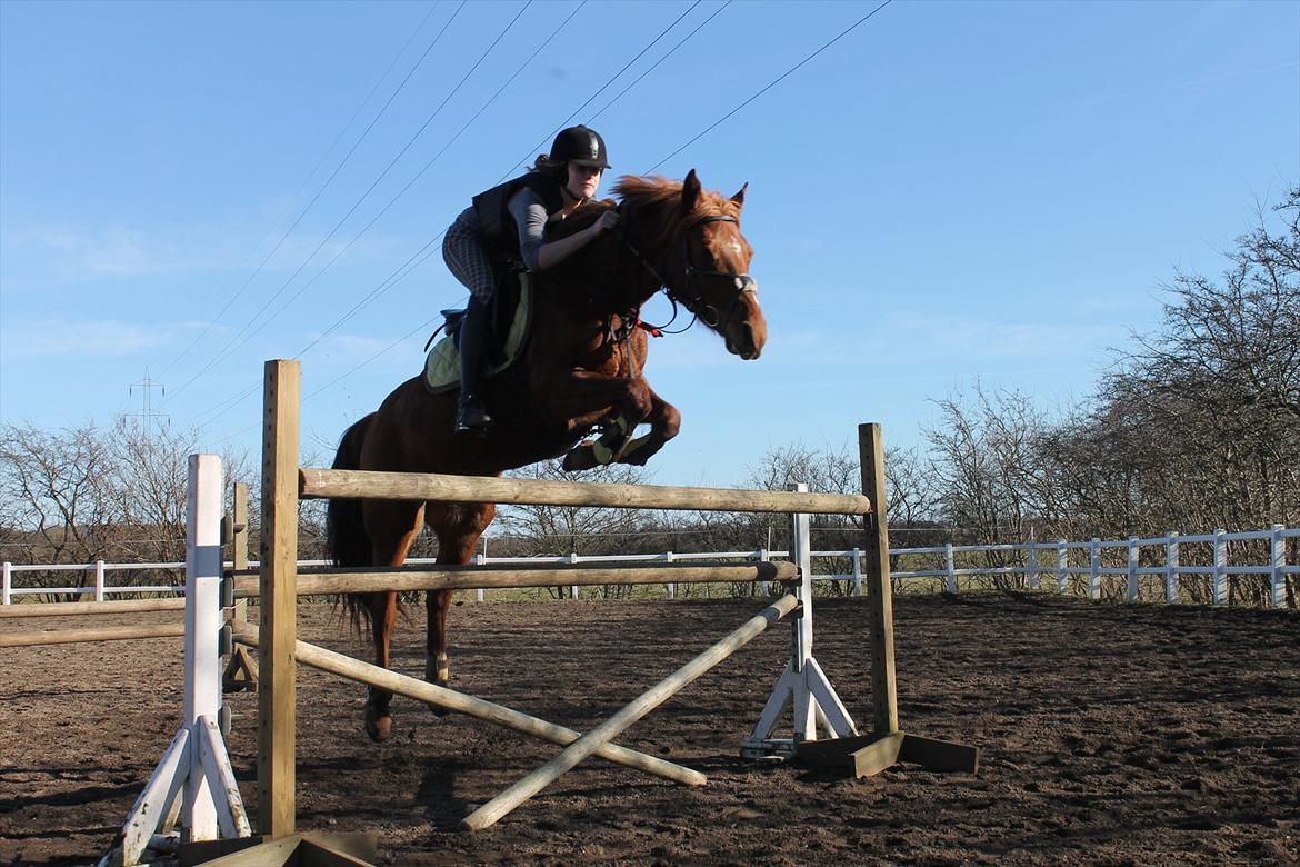 Tysk Sportspony Roxane (SOLGT) - ♥Springtræning 130cm♥ billede 2