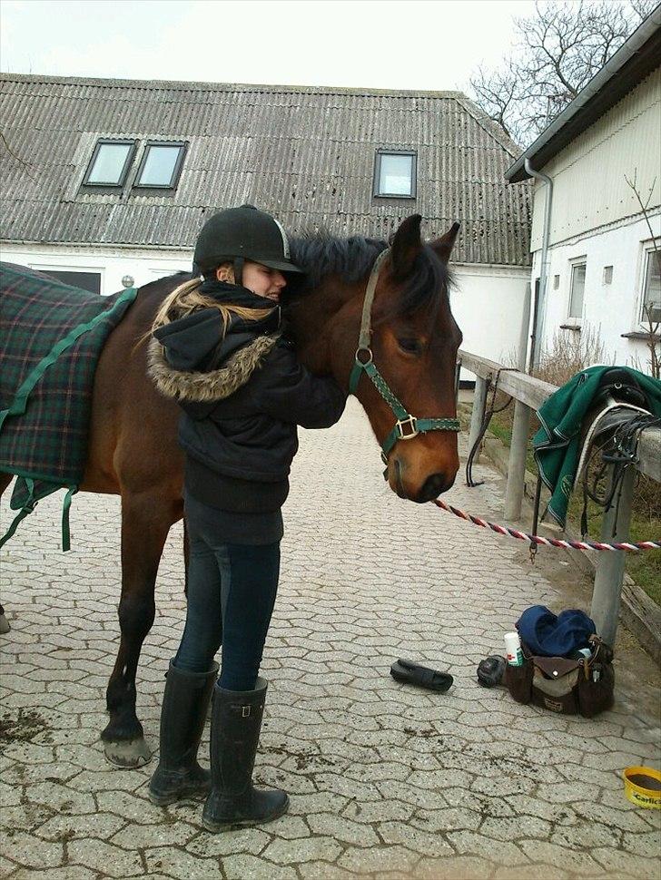 Hollandsk Sportspony Tin tin - søøøøøøde tinner ;) billede 3