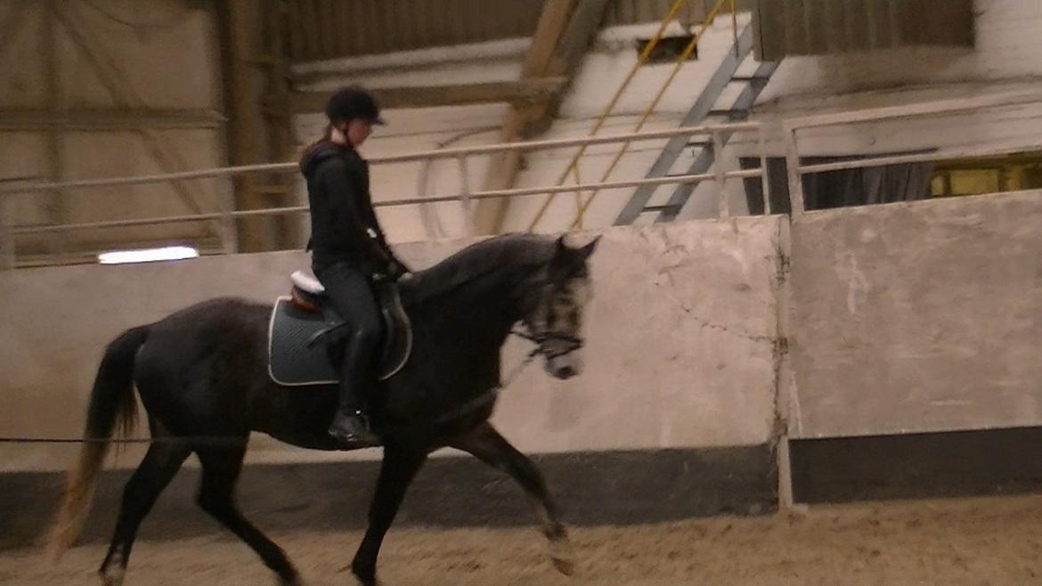 Dansk Varmblod Rinkenæs Challenge - SOLGT - Efter knap 2 uger med rytter billede 19