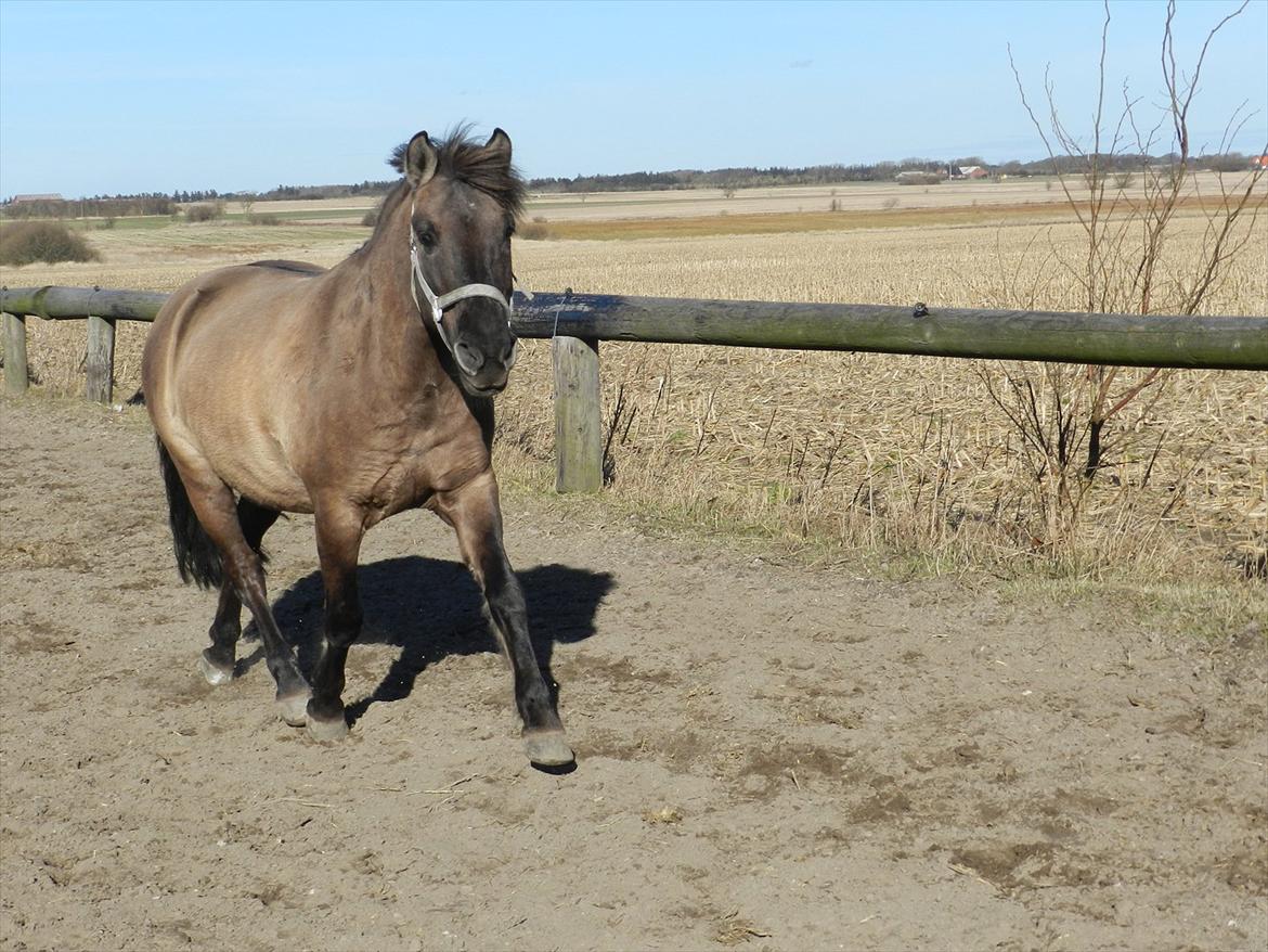 Konik Polski | Konik - Velkommen til Konik´s profil :D billede 1