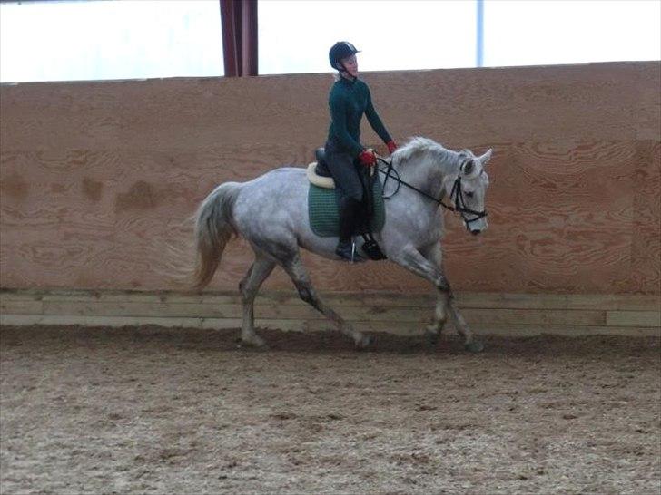 Anden særlig race Stella  - Stella og mig til undervisning. det er 4 gang jeg rider på hende billede 3