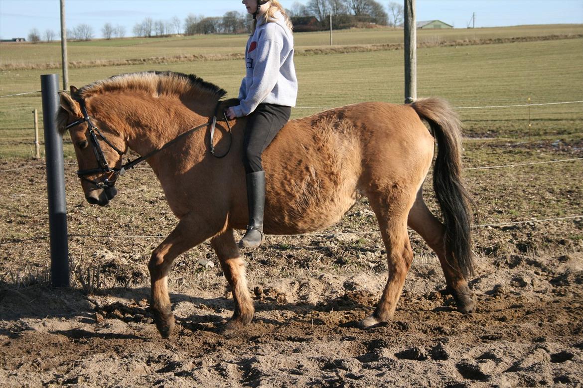 Anden særlig race Cajsa<3! *SOLGT :(* - At noget er perfekt betyder ikke at det er fejlfrit, men at man ikke ønsker det anderledes<3 Cajsa er perfekt! billede 18