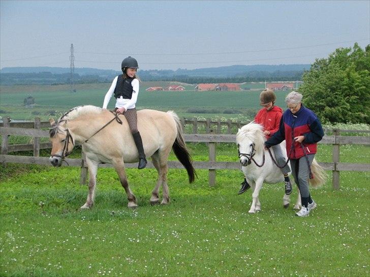 Fjordhest Ronja Møllevang - Med min lille shetterven Jolly <3 billede 4