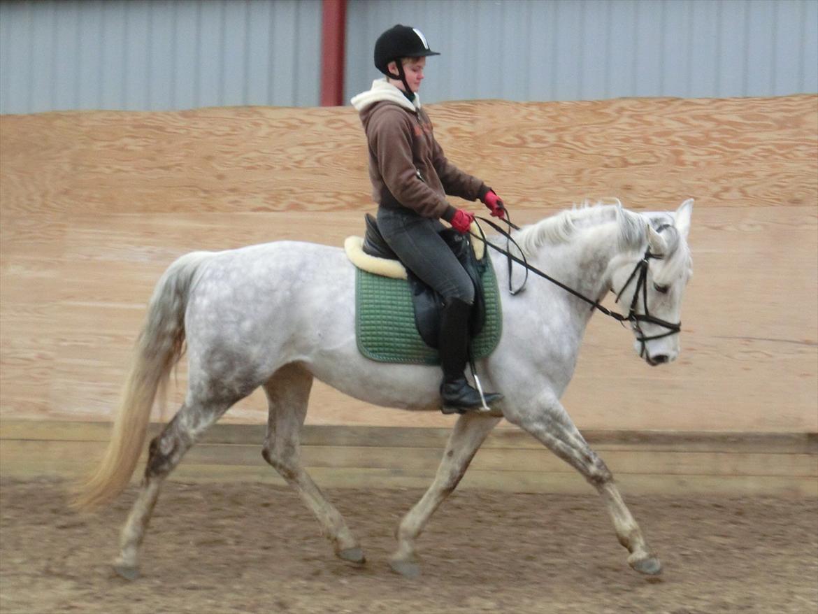 Anden særlig race Stella  - Stella og mig til undervisning. det er 4 gang jeg rider på hende billede 17