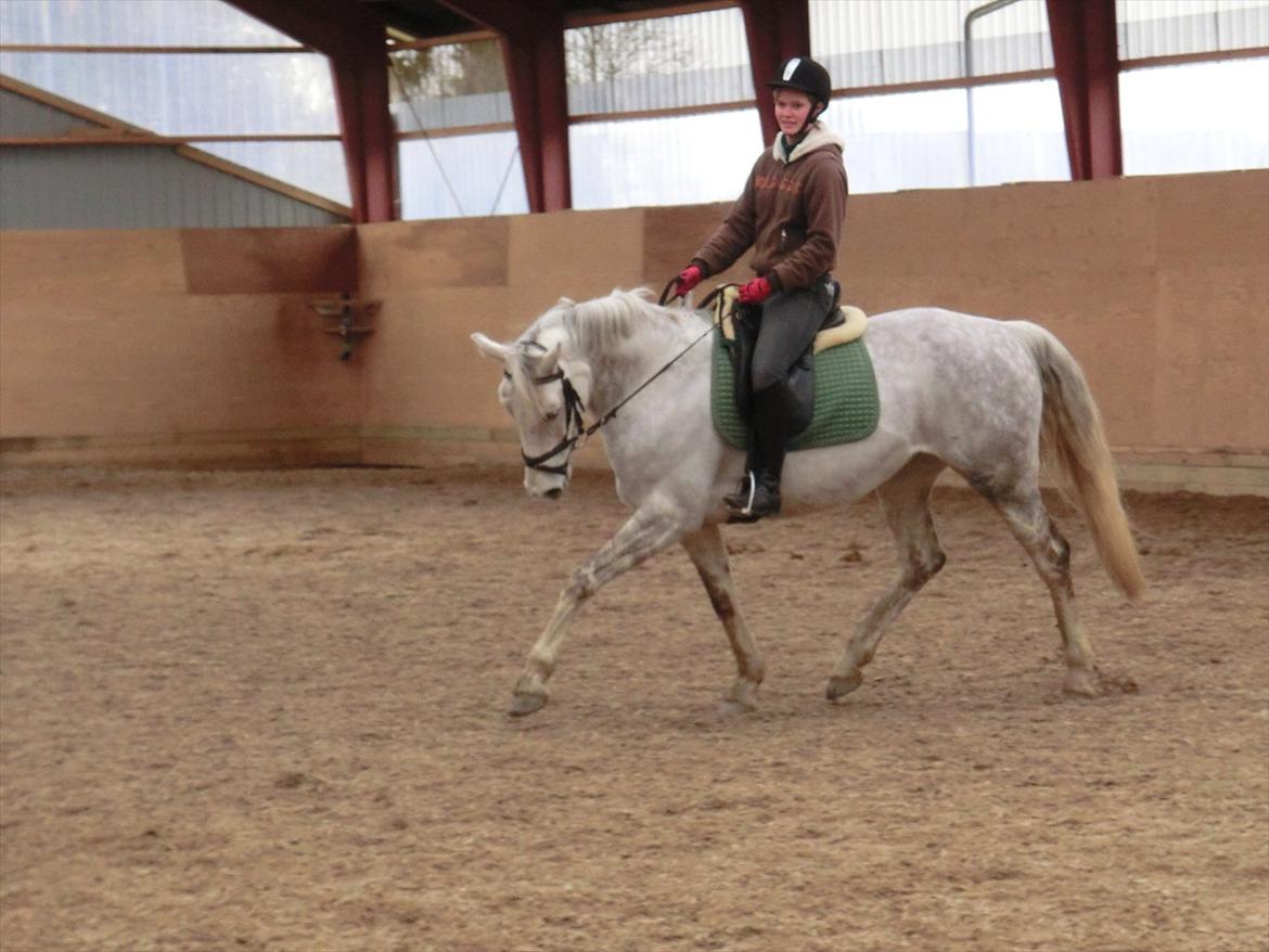 Anden særlig race Stella  - Stella og mig til undervisning. det er 4 gang jeg rider på hende billede 8