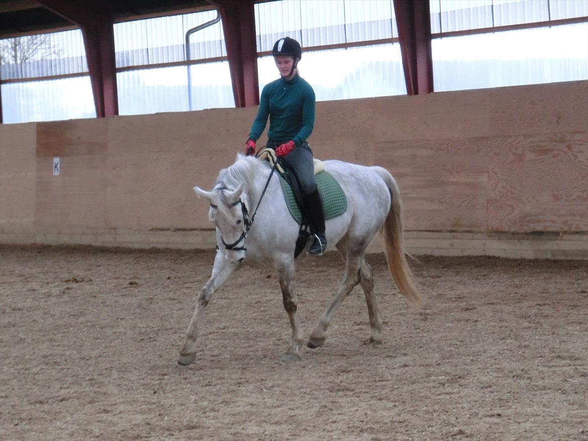 Anden særlig race Stella  - Stella og mig til undervisning. det er 4 gang jeg rider på hende billede 4