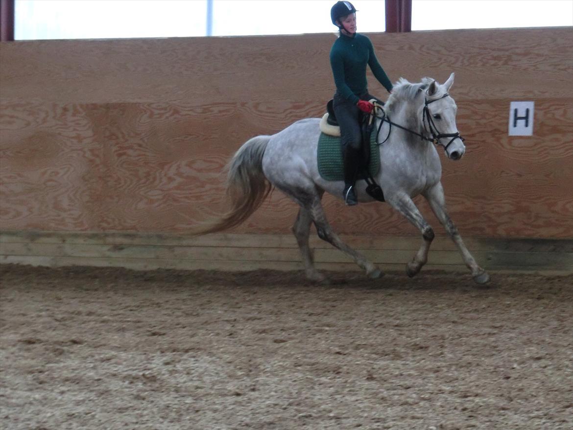 Anden særlig race Stella  - Stella og mig til undervisning. det er 4 gang jeg rider på hende billede 5