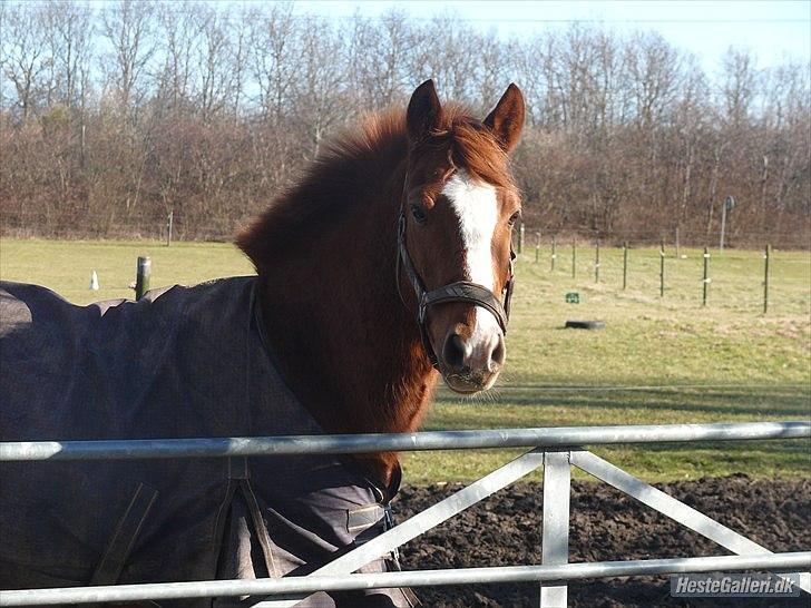 Anden særlig race Ravnsagergaards Torino - Min lille baby hest:-D

Foto: Helena med hendes kamera billede 12