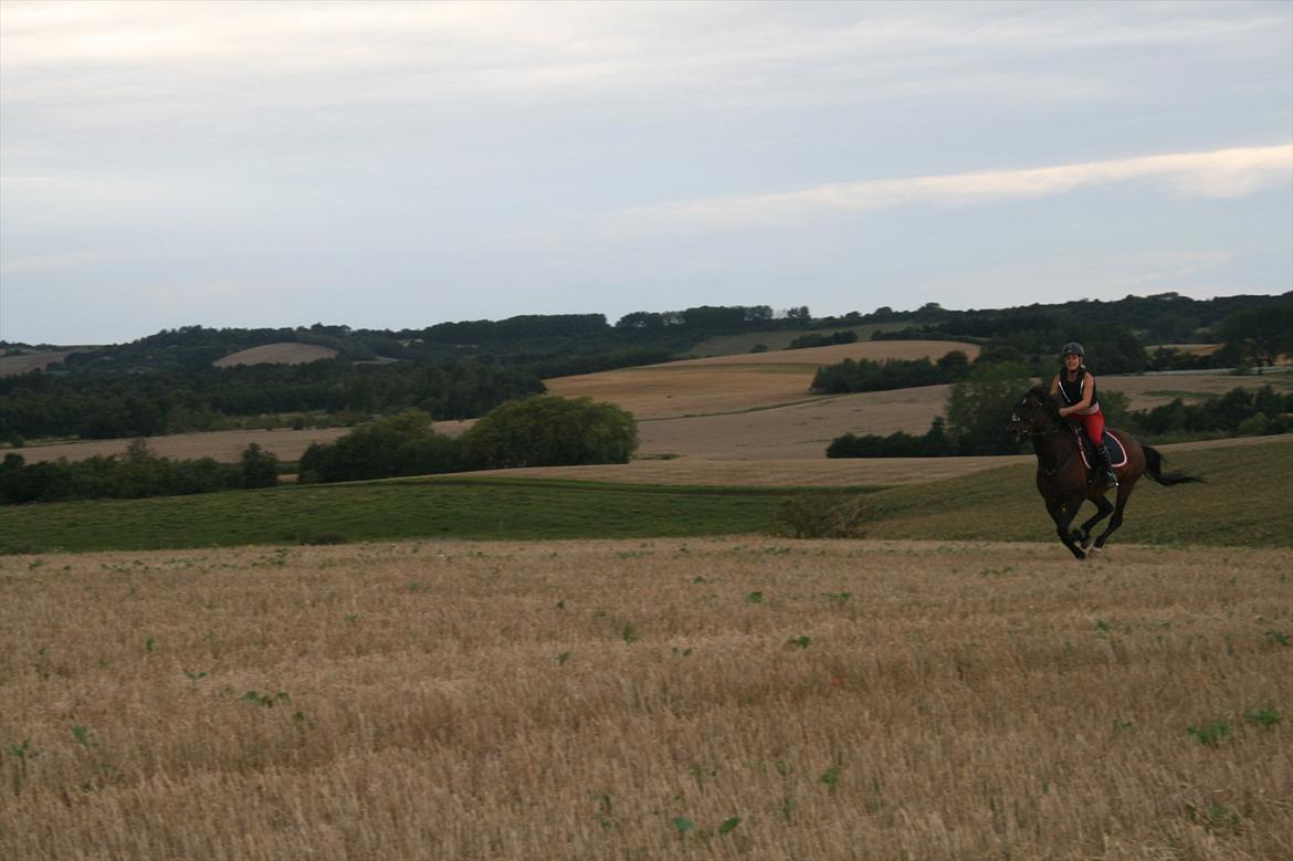 Hollandsk Sportspony Carlo - Weee! Den gik godt nok stærkt. :D billede 5