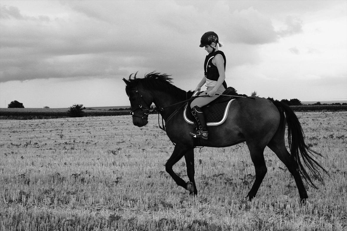 Hollandsk Sportspony Carlo - Lækker tur på stubmark. :D billede 6