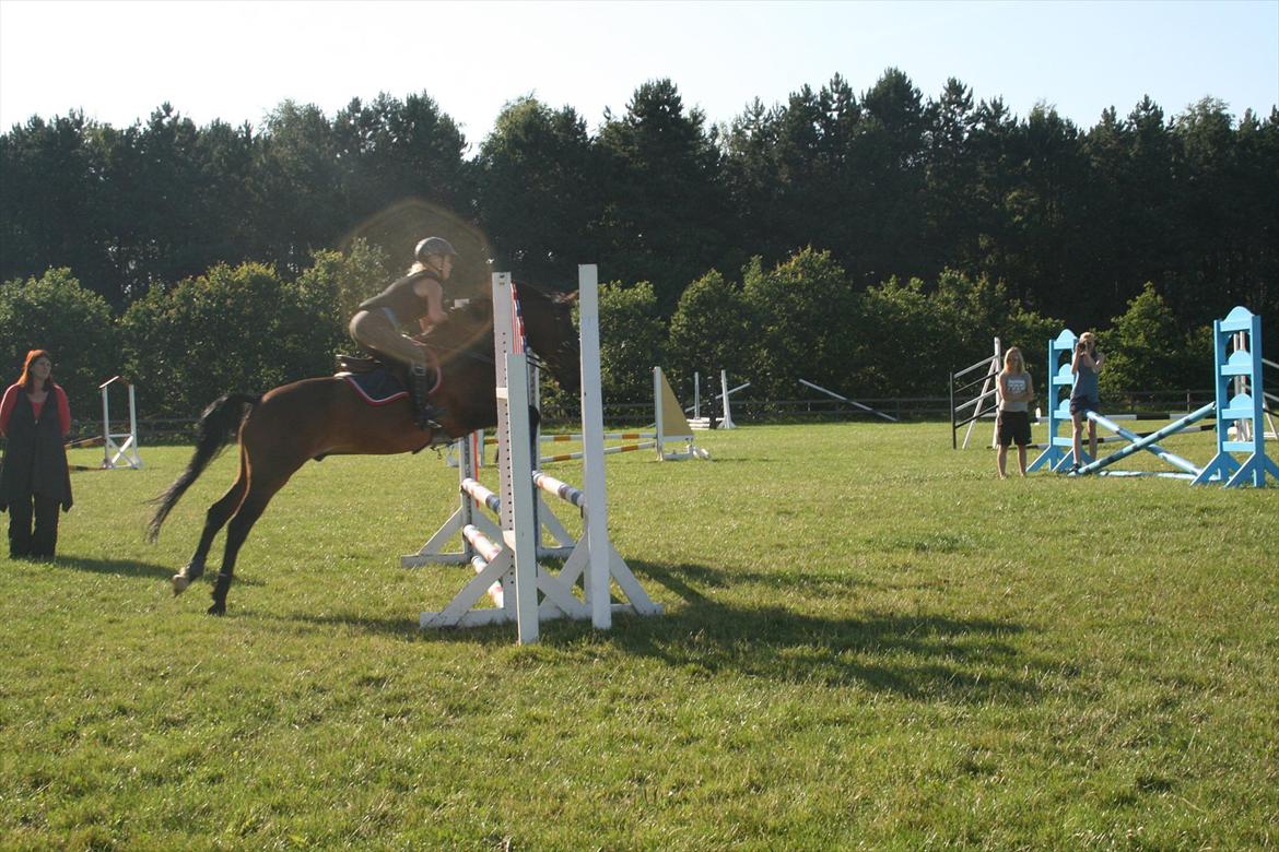 Hollandsk Sportspony Carlo - Ridelejr 2011!  billede 9