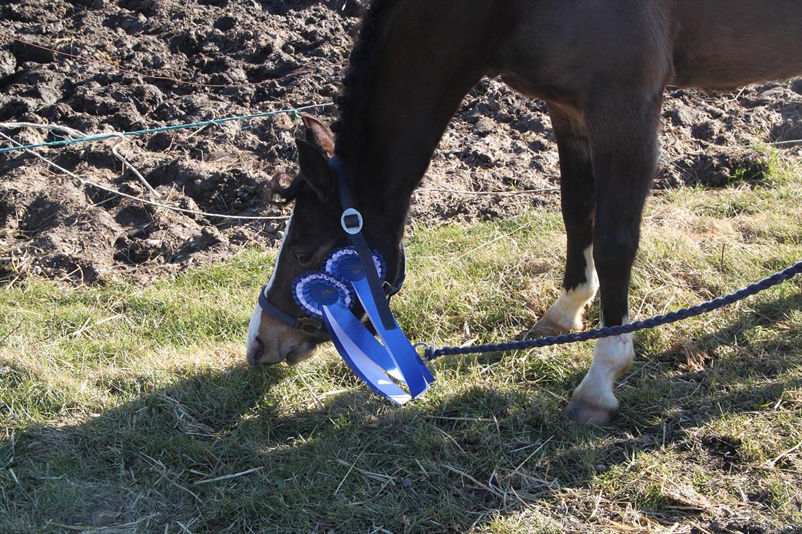 Welsh Pony (sec B) Bakkegaarden's Nikita B-pony - stolt af dig min pige :) billede 10