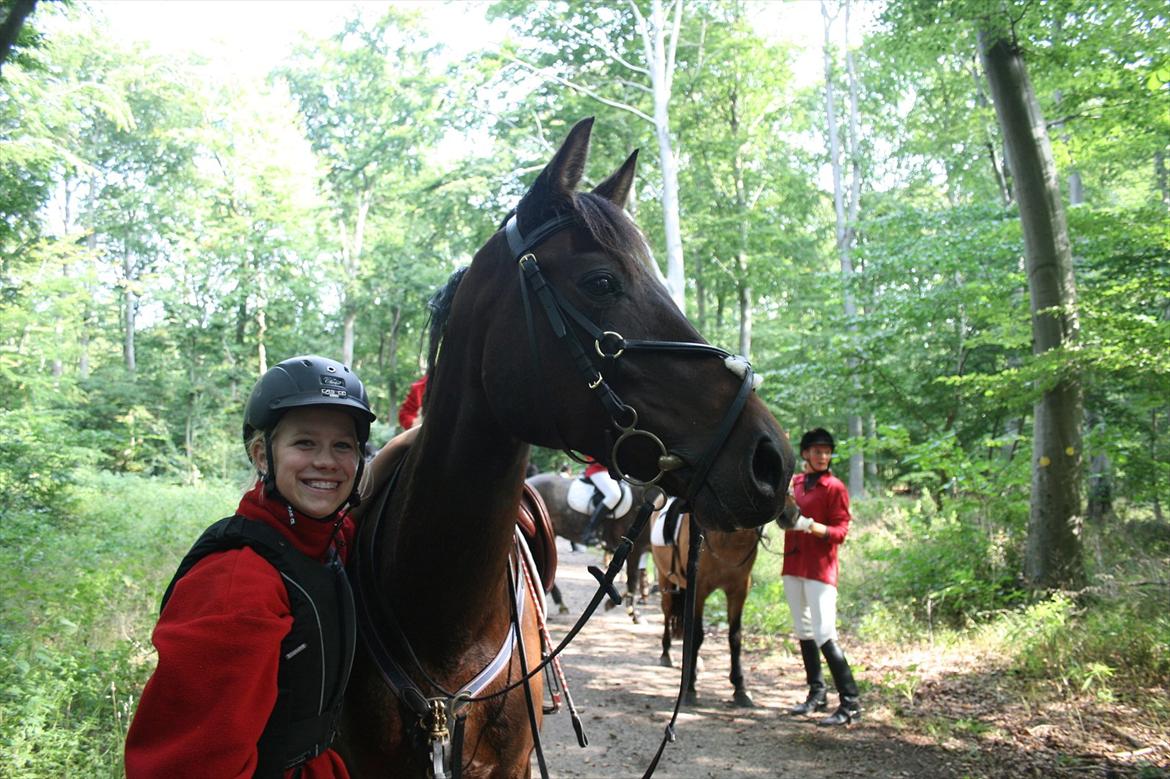 Hollandsk Sportspony Carlo billede 12