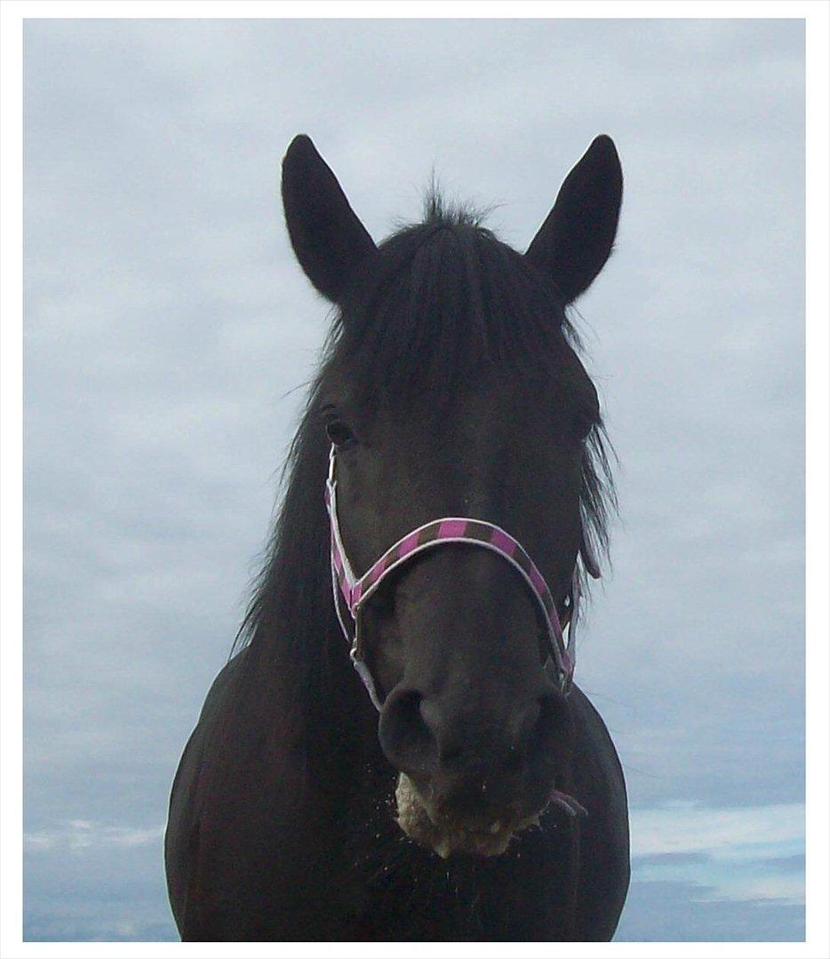 Anden særlig race Briza billede 4