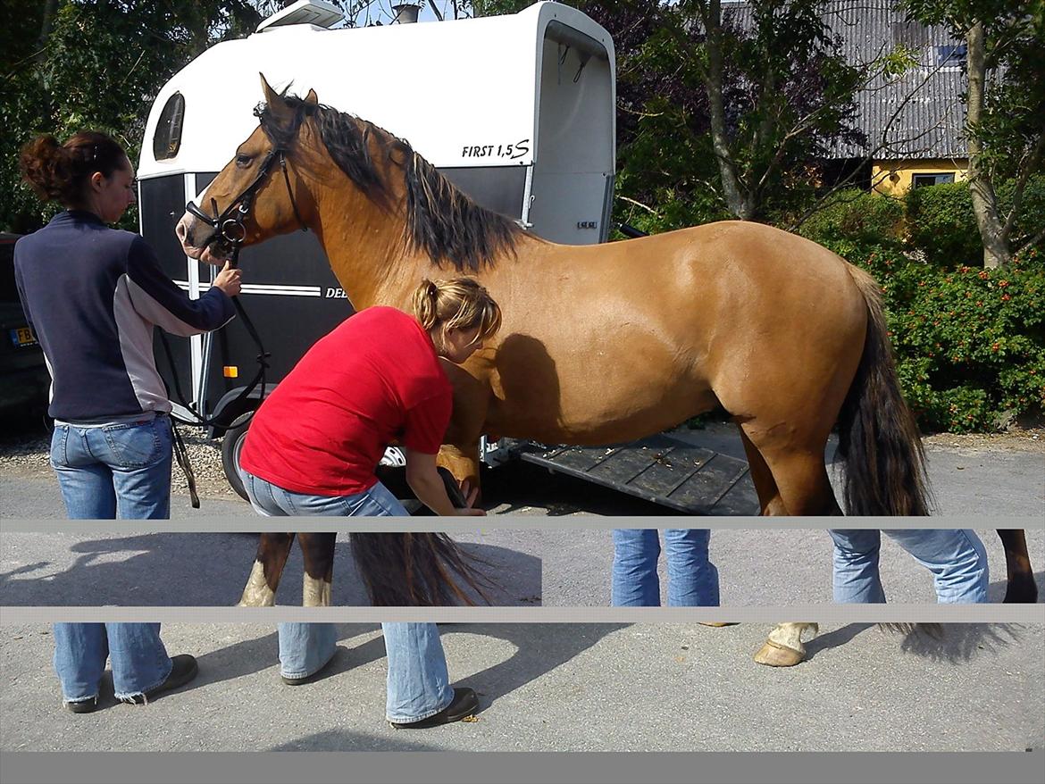 Anden særlig race Søndervangs Leopold (har heddet Sofus) - Handelsundersøgelse OK, august 2011. Han var hingst dengang, men kørte fint med trailer og opførte sig pænt. Noget er desv galt med fotoet :( billede 11