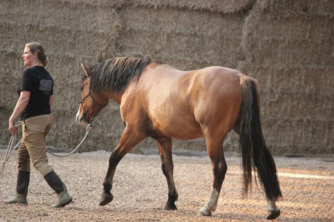 Anden særlig race Søndervangs Leopold (har heddet Sofus) - 2. oktober 2011. Han har ikke ændret sig meget - i det ydre - selv om han er blevet meget mindre hingstet, og ikke længere gider ser på damer  billede 12