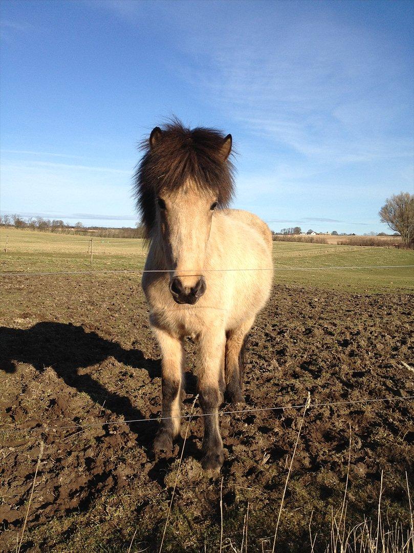Islænder Disa fra Bøgvad - i en alder af 21 mdr begynder man at se ganske nydelig ud. billede 9