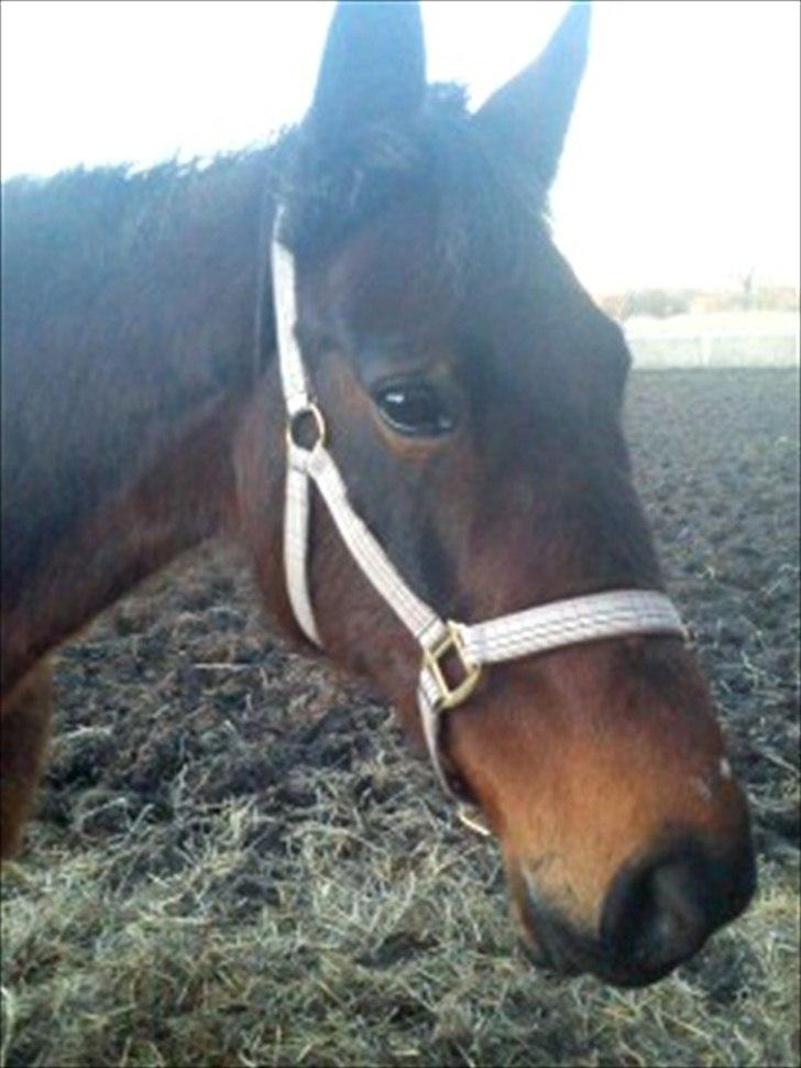 Traver Evita billede 3