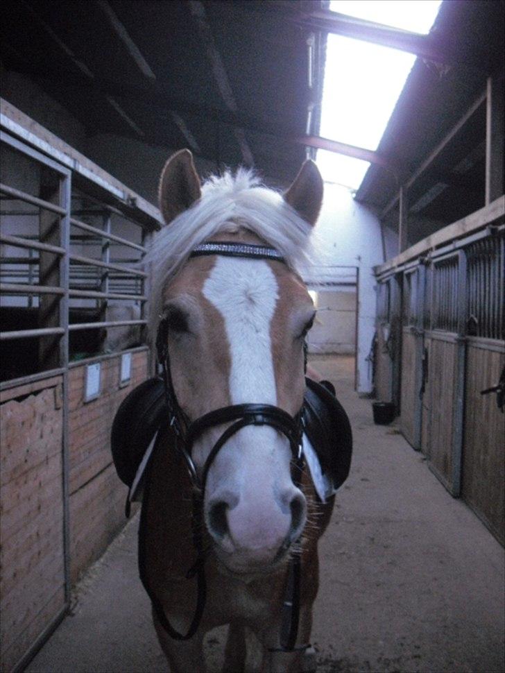 Haflinger Prins - Prins med sin nye trense :D billede 18