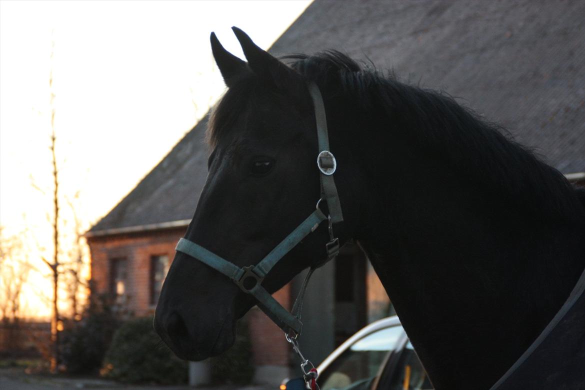 Dansk Varmblod Clarissa billede 2