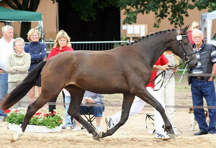 Dansk Varmblod Clarissa - Clarissa til 2 års bedømmelse.
 billede 3