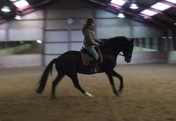 Dansk Varmblod Clarissa - 2. gang jeg rider hende.  billede 4